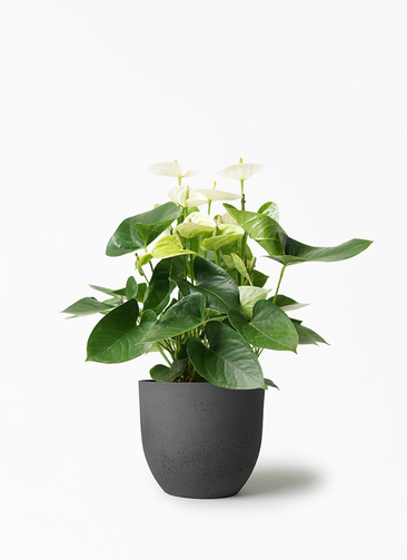 観葉植物 アンスリウム 5号 ホワイト インティ M 濃グレイ 付き