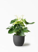 観葉植物aneさん専用　ベリーブラスト　グレムリン 観葉植物 アンスリウム 5号 ホワイト インティ M 濃グレイ 付き