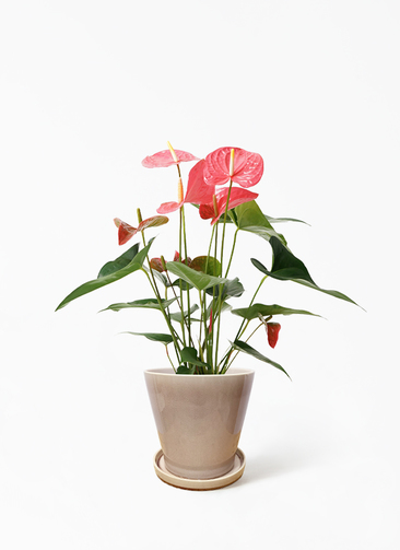 アンスリウム 中型 観葉植物 赤花 観葉植物 アンスリウム 5号 ピンク ベラ ピンクパープル 付き | 観葉