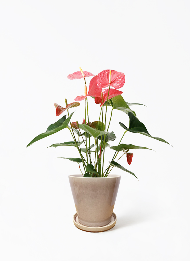 アンスリウム subsignatum 長葉個体 アンスリウム subsignatum 長葉個体