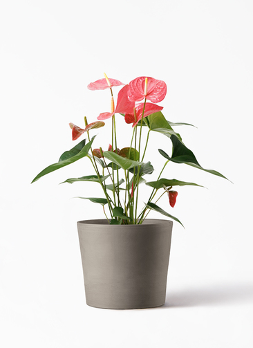 観葉植物 アンスリウム 5号 ピンク エドラ P 付き | 観葉植物なら  