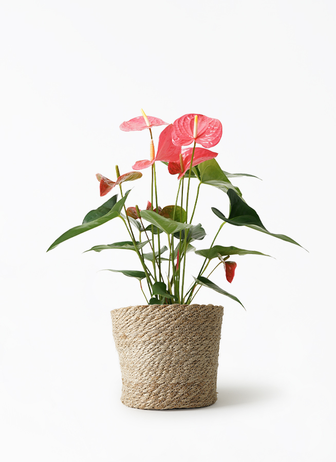 観葉植物 アンスリウム 5号 ピンク シリンダーポット 植え替え