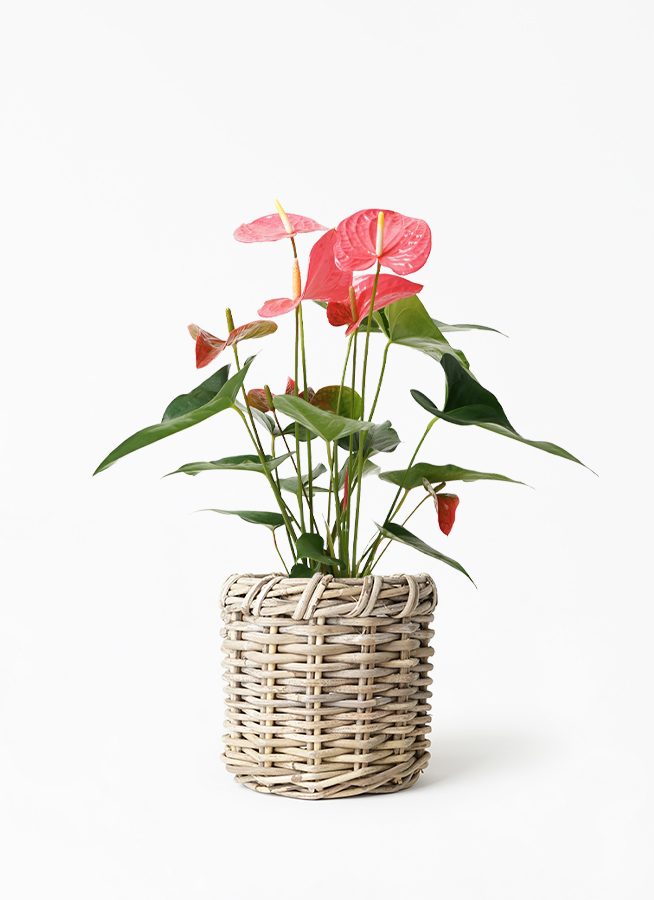 観葉植物 アンスリウム 5号 ピンク グレイラタン 付き 観葉植物ならhitohana ひとはな