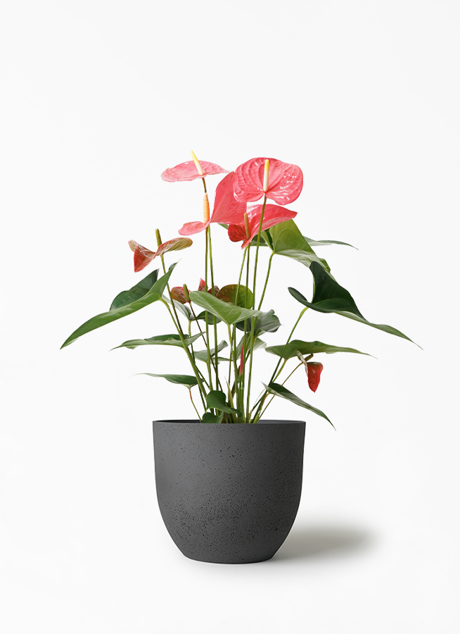 観葉植物 アンスリウム 5号 ピンク インティ M 濃グレイ 付き 観葉植物ならhitohana ひとはな