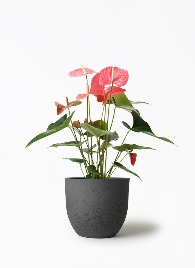 anthurium-1418_1.jpg?1659406525