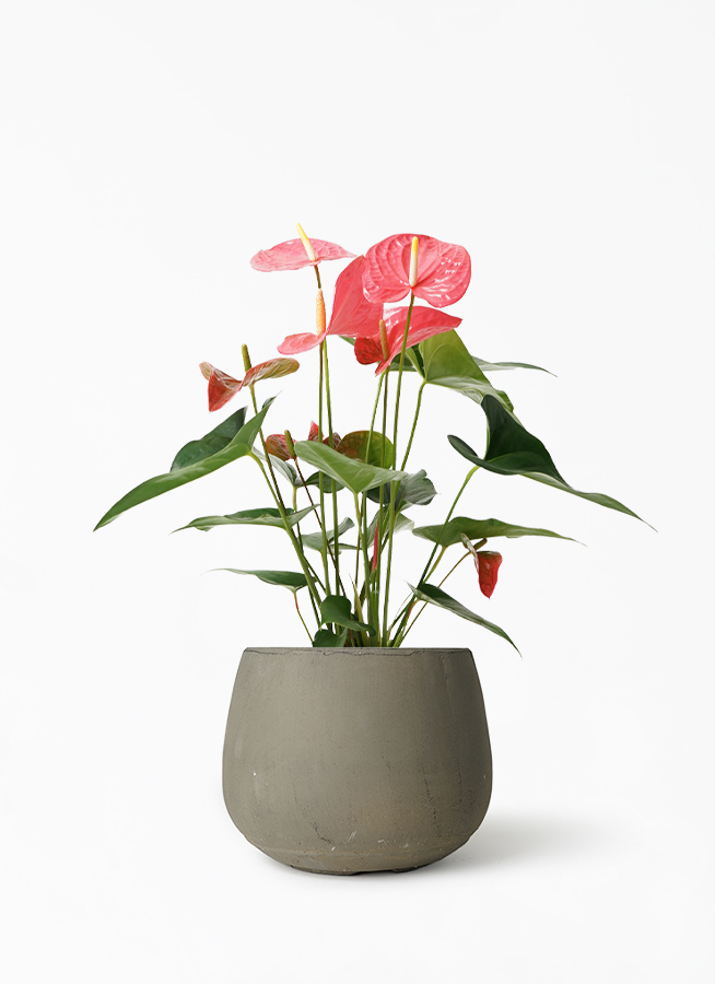 観葉植物 アンスリウム 5号 ピンク クレイポット ボール グレー 付き 観葉植物ならhitohana ひとはな