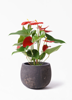 観葉植物 アンスリウム 5号 レッド ストーンウェア セラミック