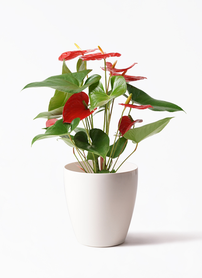 観葉植物 アンスリウム 5号 レッド プロスパー トゥーボ マスタード