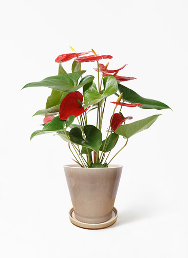 観葉植物 アンスリウム 5号 レッド ベラ ピンクパープル 付き | 観葉
