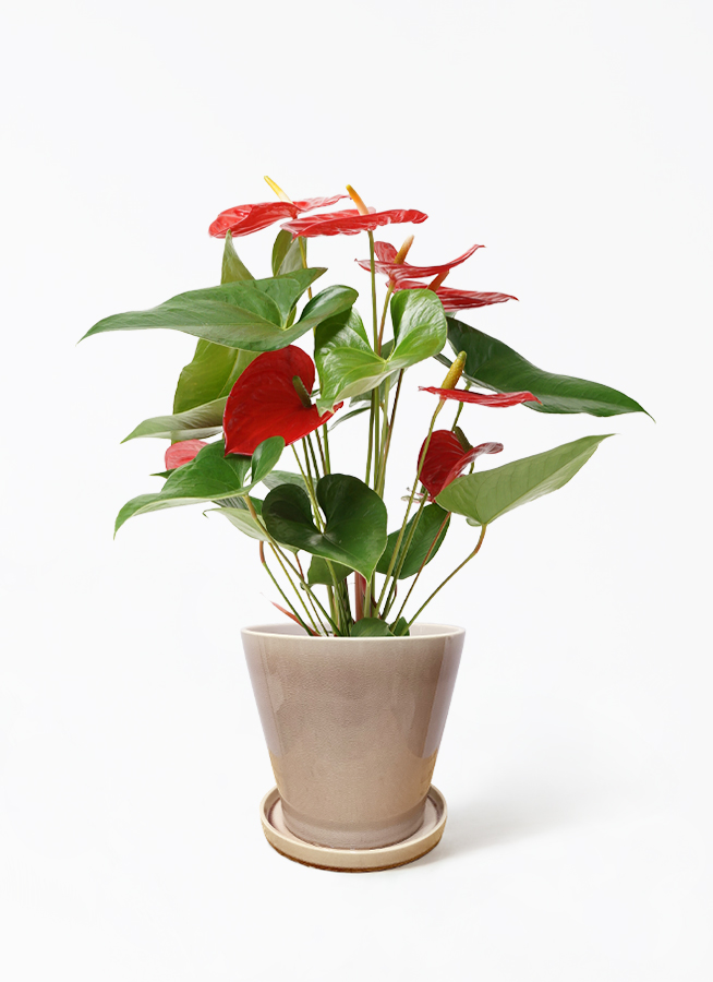 23 アンスリウム　レッドクリスタリナム×ドラヤキ　赤強め　ちょうどいいサイズ 23 アンスリウム レッドクリスタリナム×ドラヤキ 赤強め ちょうどいい