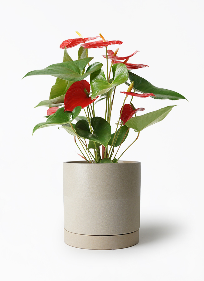 観葉植物 アンスリウム 5号 レッド インティ M 濃グレイ 付き | 観葉