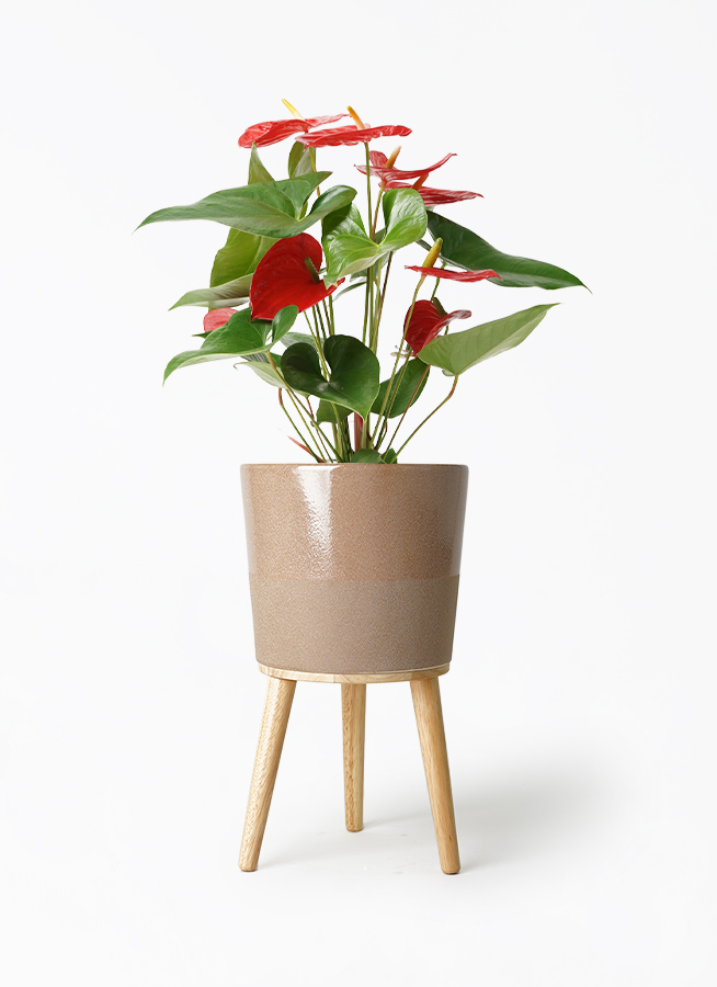 観葉植物 アンスリウム 5号 レッド エルナ 0 W 付き | 観葉植物なら