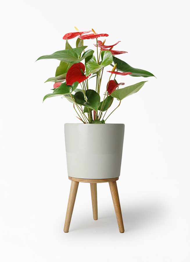 anthurium-1458_1.jpg?1659406586