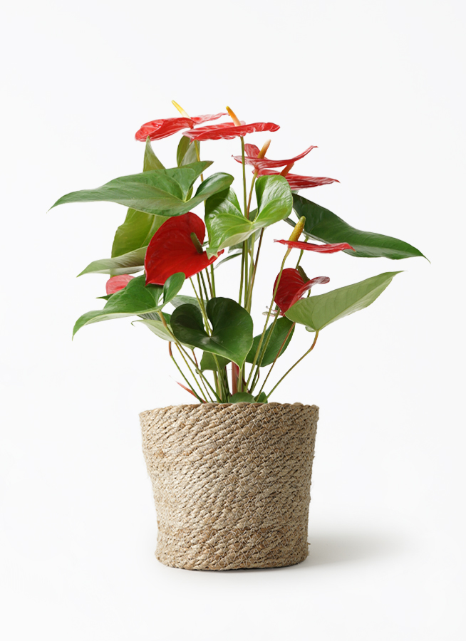 観葉植物 アンスリウム 5号 レッド インティ M 濃グレイ 付き | 観葉