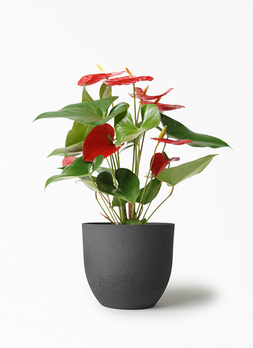 観葉植物 アンスリウム 5号 レッド インティ M 濃グレイ 付き | 観葉