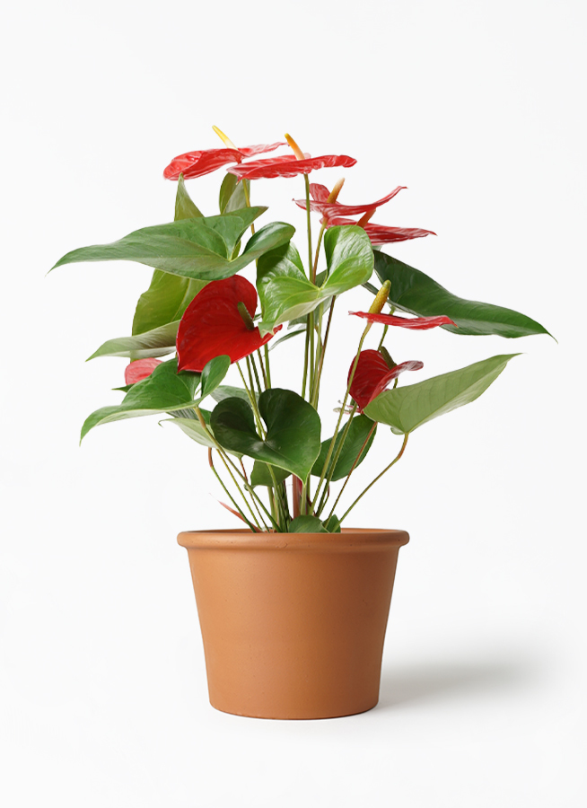 観葉植物 アンスリウム 5号 レッド シリンダーポット 植え替えキット付き 観葉植物ならhitohana ひとはな