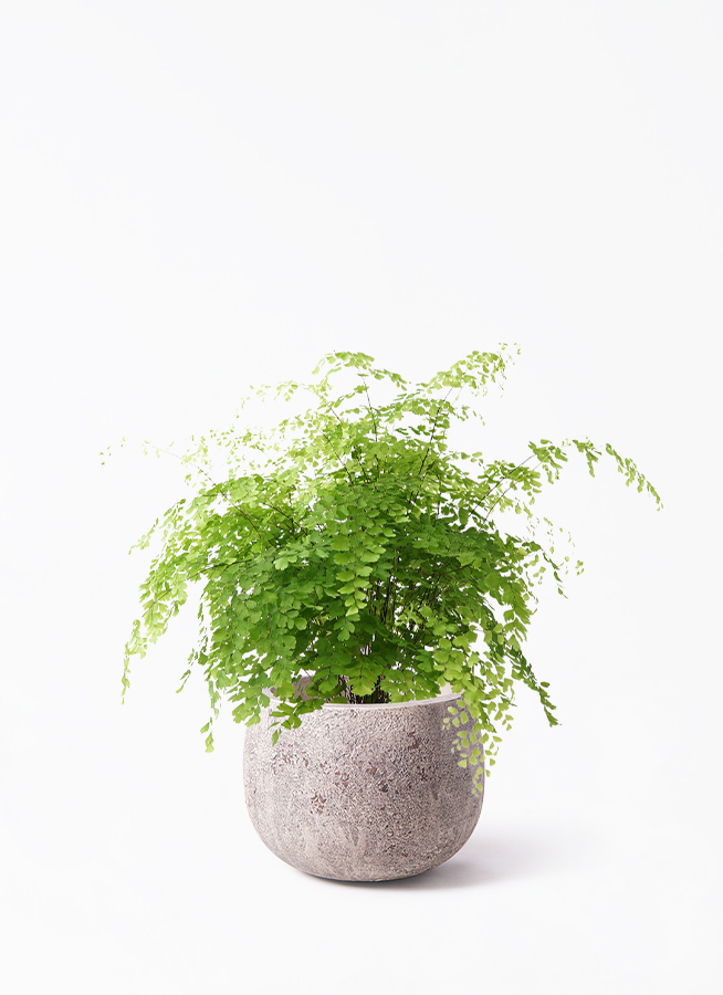 観葉植物 アジアンタム 5号 インティ M 濃グレイ 付き | 観葉植物なら