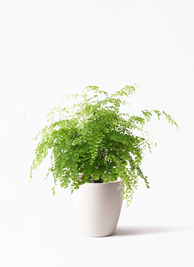 観葉植物 アジアンタム 5号 プラスチック鉢 | 観葉植物なら