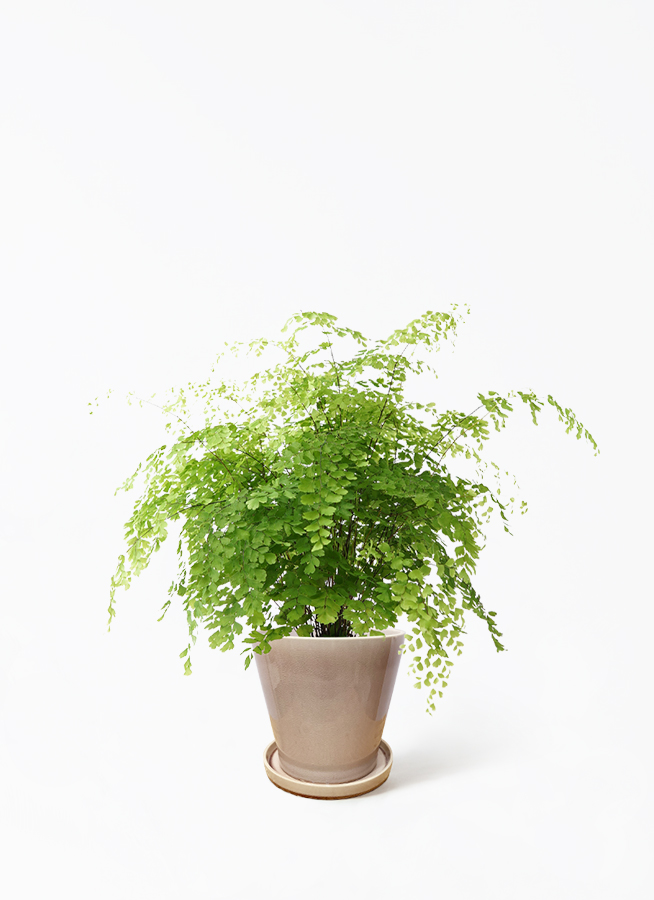 観葉植物 アジアンタム 5号 プラスチック鉢 | 観葉植物なら