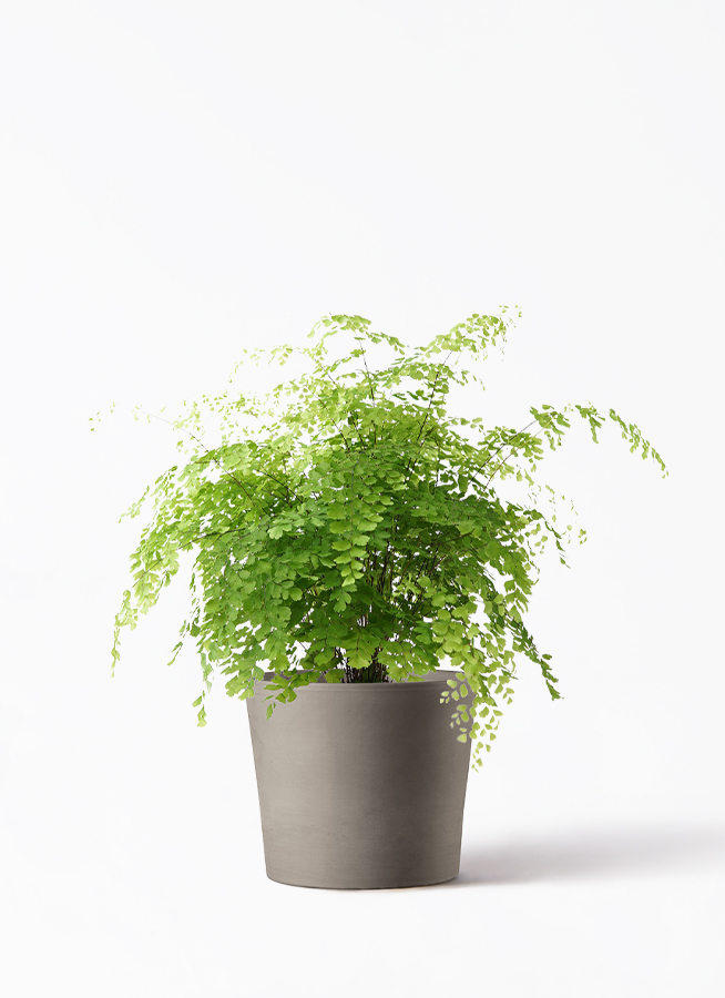 その他観葉植物 hapiAnthurium subsignatum 観葉植物 アジアンタム 5号 プラスチック鉢 | 観葉植物なら