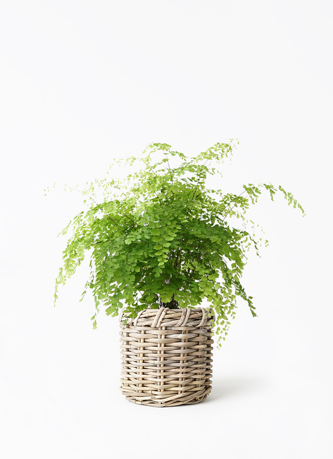 観葉植物 アジアンタム 5号 グレイラタン 付き | 観葉植物ならHitoHana