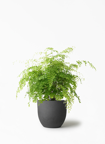 人工観葉植物 アジアンタム50×50 6枚(25×25分割24枚) 観葉植物 アジアンタム 5号 インティ M 濃グレイ 付き | 観葉植物なら