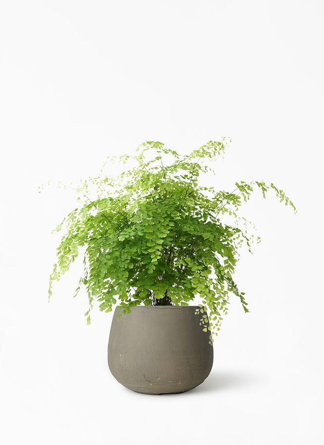 観葉植物 アジアンタム 5号 クレイポット ボール グレー 付き 観葉植物ならhitohana ひとはな