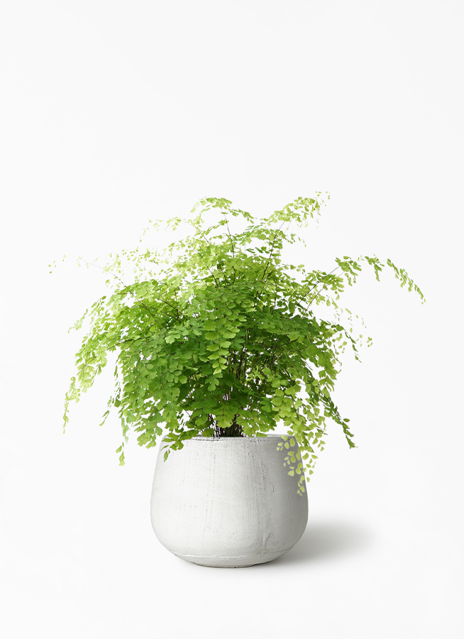 観葉植物 アジアンタム 5号 クレイポット ボール ホワイト 付き 観葉植物ならhitohana ひとはな