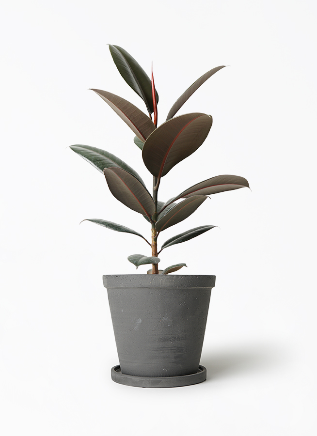 観葉植物 フィカス バーガンディ 5号 ノーマル ストーンウェア