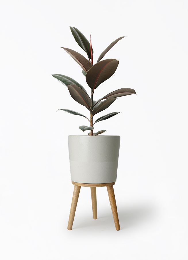 観葉植物 フィカス バーガンディ 5号 ノーマル ベラ ピンク