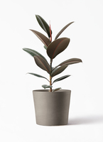 観葉植物 フィカス バーガンディ 5号 ノーマル ストーンウェア