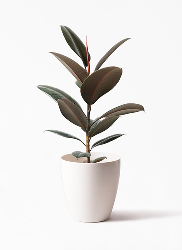 観葉植物 フィカス バーガンディ 5号 ノーマル ラスターポット 付き