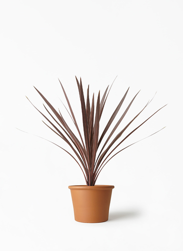 cordyline-redstar-146_1.jpg?