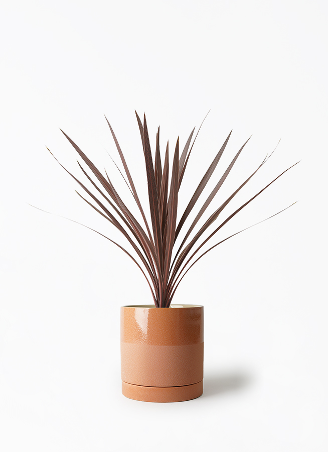 新しく着き コルディリネ 観葉植物 レッドスター 付き ジュートポット0 5号 花・観葉植物