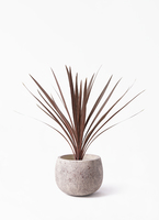 cordyline-redstar-101_1.jpg?