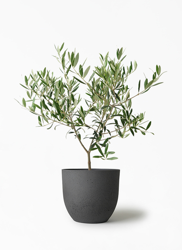 olive-1053_1.jpg?1659414915