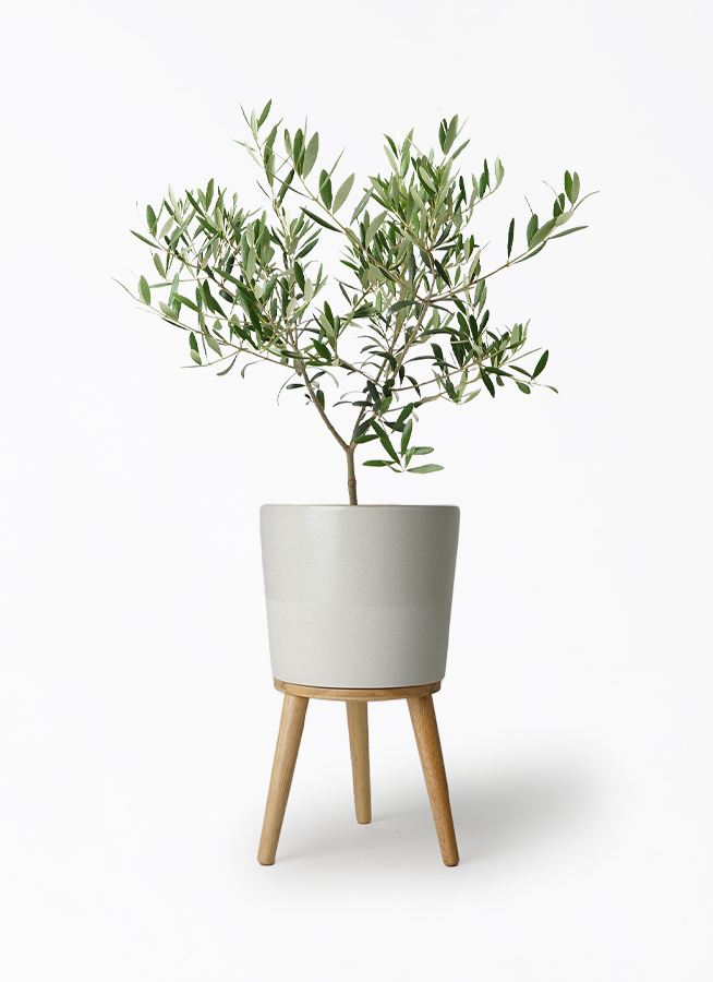 観葉植物 オリーブの木 5号 エドラ B 付き | 観葉植物ならHitoHana