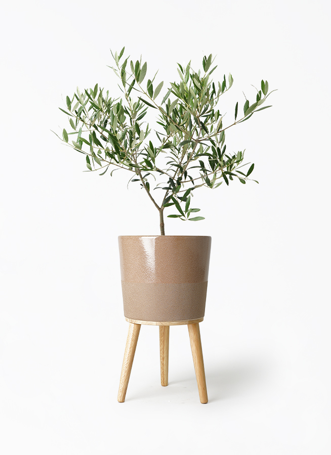 観葉植物 オリーブの木 5号 シリンドリコ カプチーノM 25cm 付き