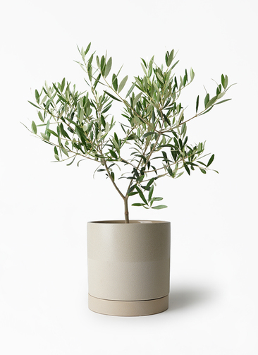 観葉植物 オリーブの木 5号 ベラ ピンクパープル 付き | 観葉 観葉植物 オリーブの木 5号 ベラ ピンクパープル 付き | 観葉