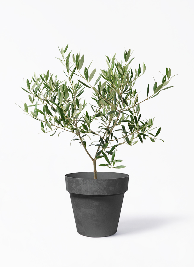 オリーブ　古木　盆栽　５号鉢つき　４鉢セット❗　　⑥ オリーブの木 5号 | 観葉植物の通販ならHitoHana（ひとはな）