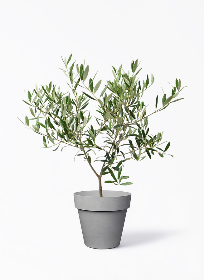 観葉植物 オリーブの木 5号 ベラ ピンクパープル 付き | 観葉植物なら