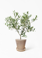 ※専用ページ　オリーブの木　5鉢セット olive-6_haji.jpg