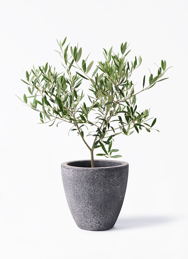 olive-1017_1.jpg?1659414968
