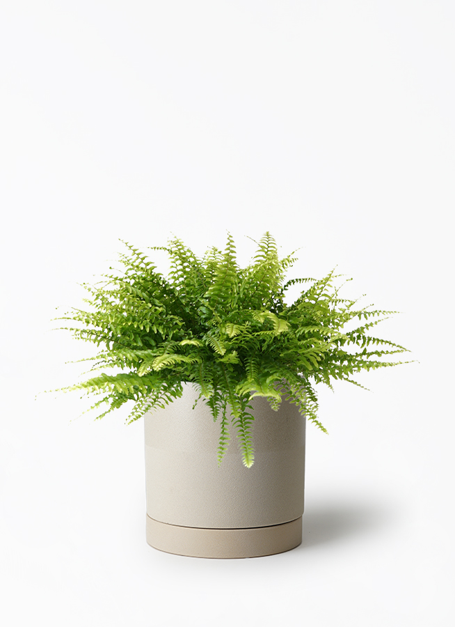 その他観葉植物 Rima 観葉植物 ネフロレピス 5号 ラスターポット 付き | 観葉植物なら