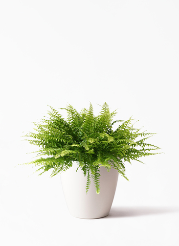 観葉植物 ネフロレピス 5号 ジュートポット0 付き | 観葉植物 観葉植物 ネフロレピス 5号 ジュートポット0 付き | 観葉植物
