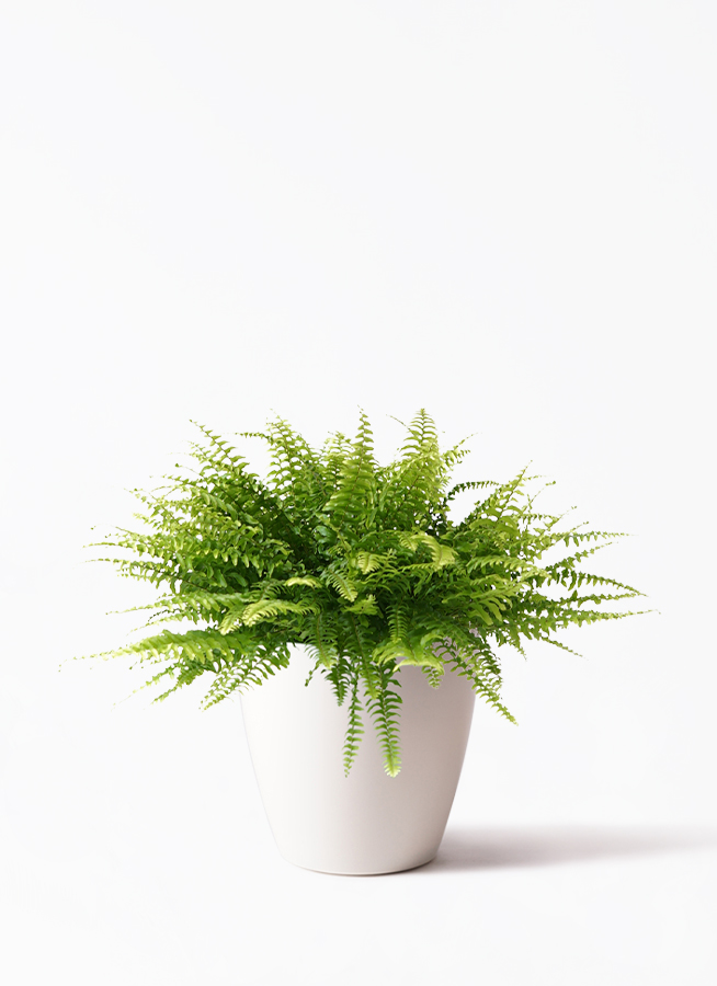 観葉植物 ネフロレピス 5号 インティ M 濃グレイ 付き | 観葉植物なら