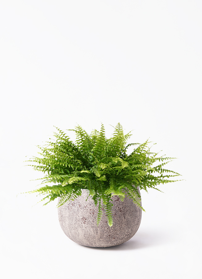 観葉植物 ネフロレピス 5号 ラスターポット 付き | 観葉植物なら