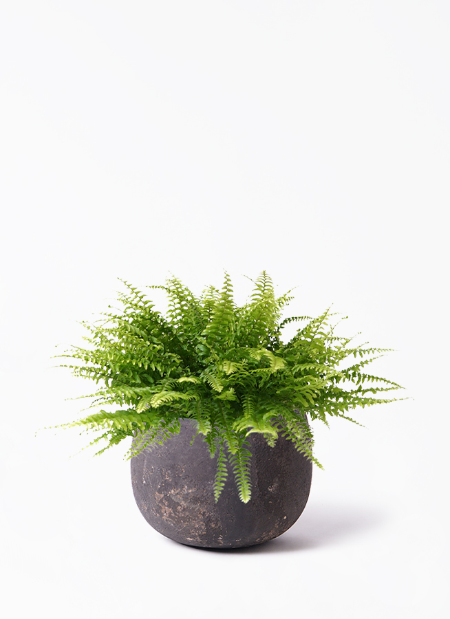観葉植物 ネフロレピス 5号 ベラ ピンクパープル 付き | 観葉植物なら
