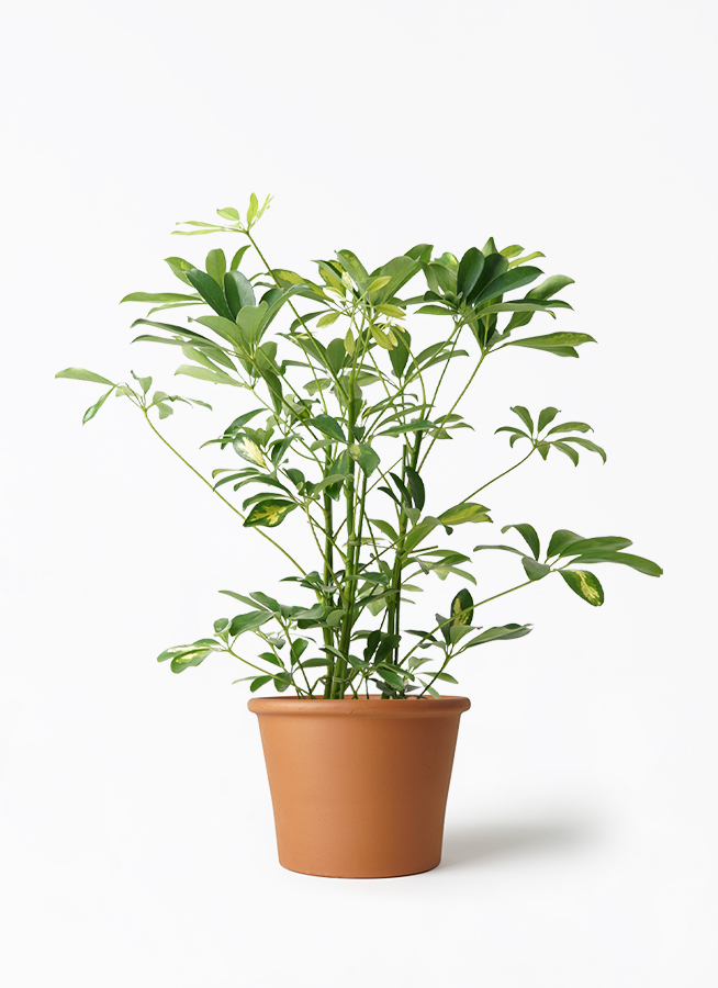 シェフレラ・カポック 約60cm程 ♡ 観葉植物 シェフレラ（カポック） 5号 斑入り シリンダーポット 付き