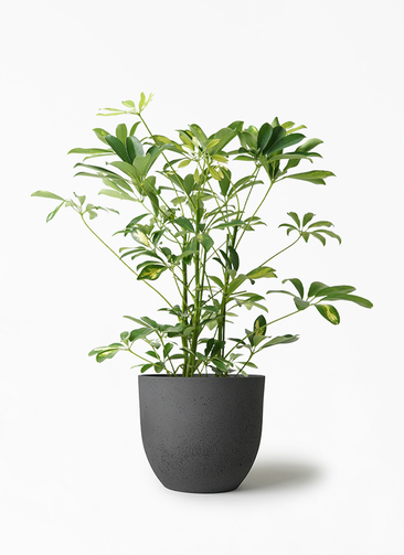 観葉植物 シェフレラ（カポック） 5号 斑入り インティ M 濃グレイ